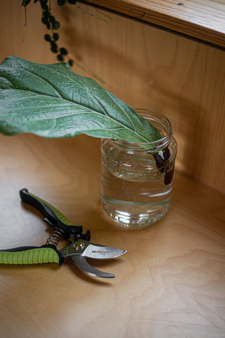 How to Propage your Fiddle Leaf Fig